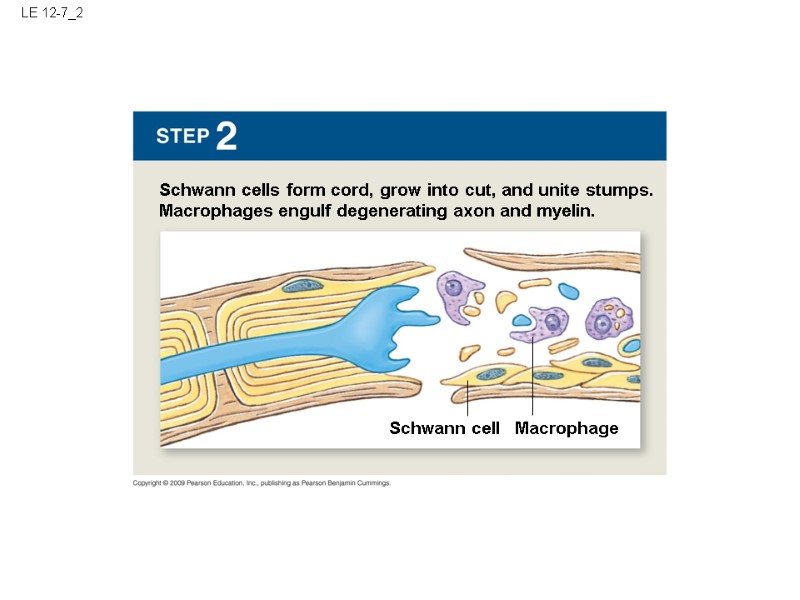 LE 12-7_2 Schwann cells form cord, grow into cut, and unite stumps. Macrophages engulf